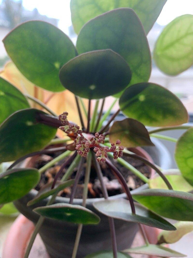 Pilea peperomioides