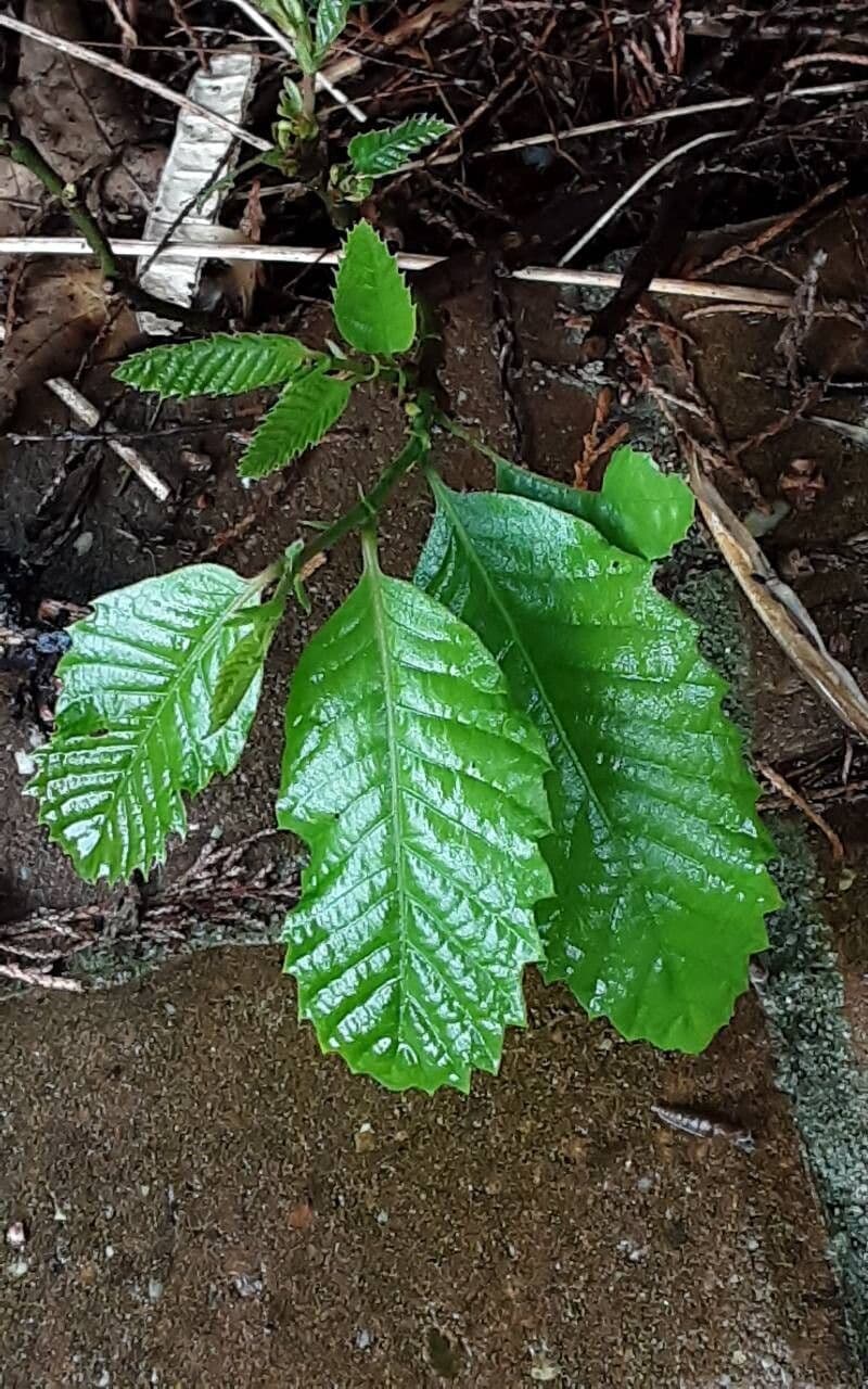 Quercus michauxii