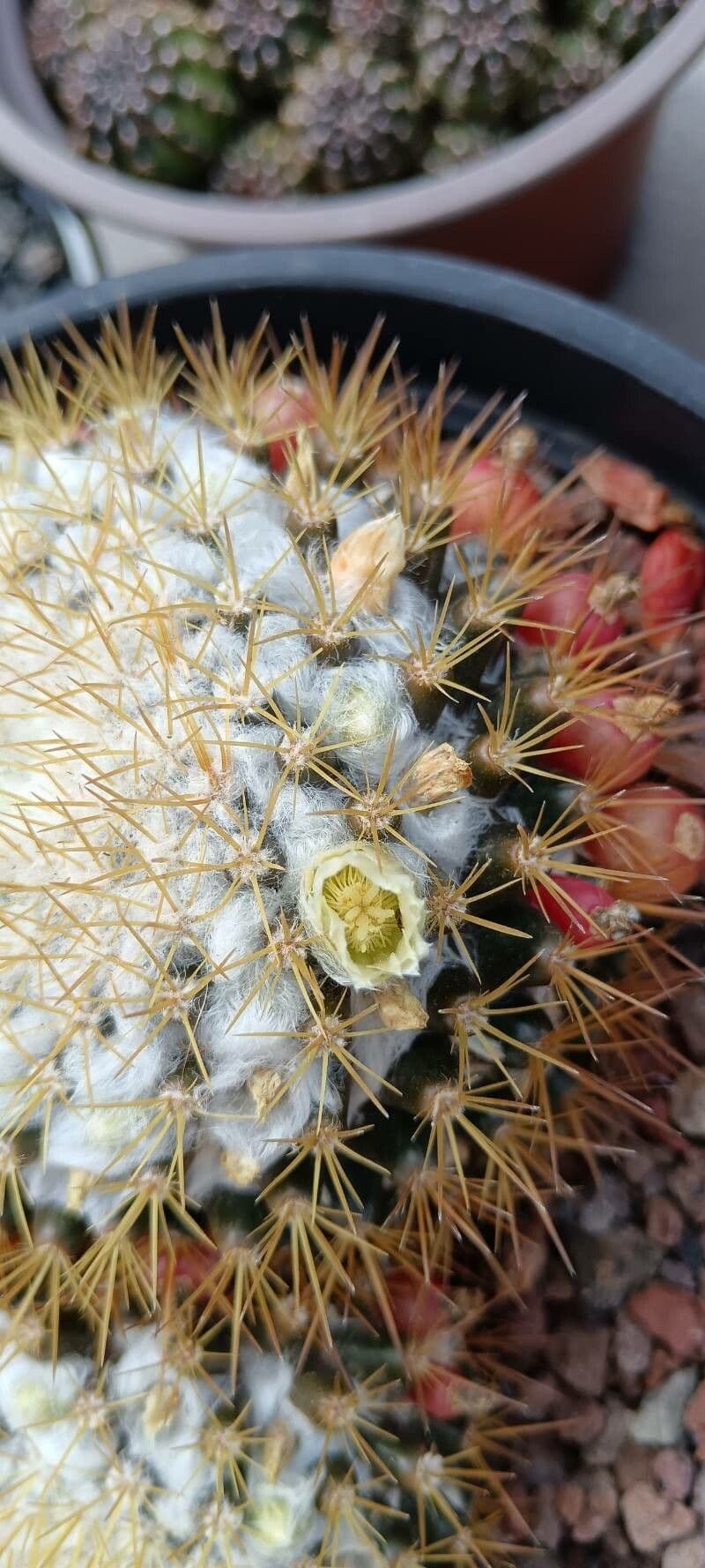 Mammillaria nivosa