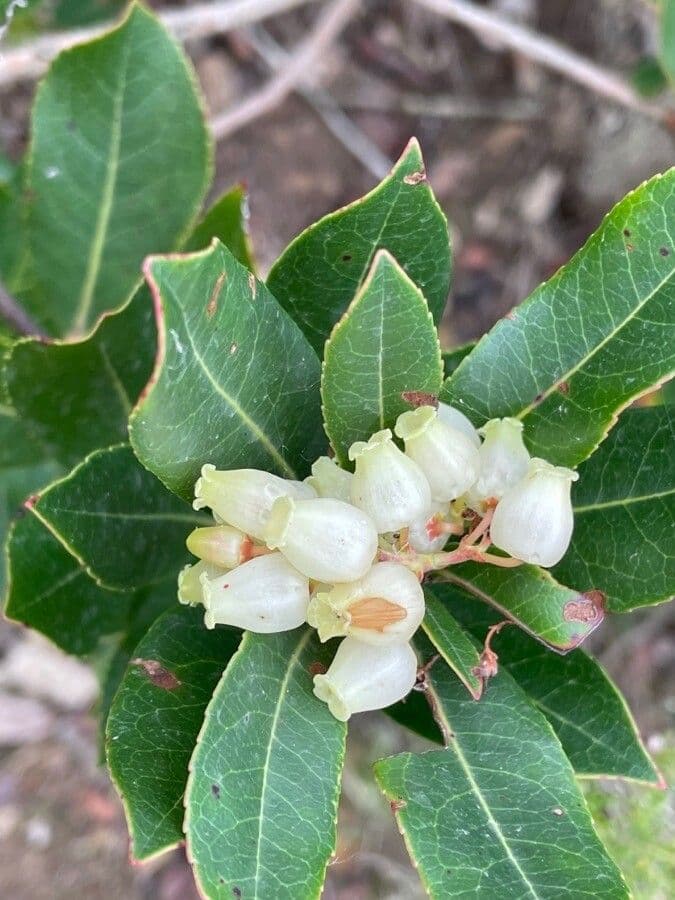 Arbutus unedo