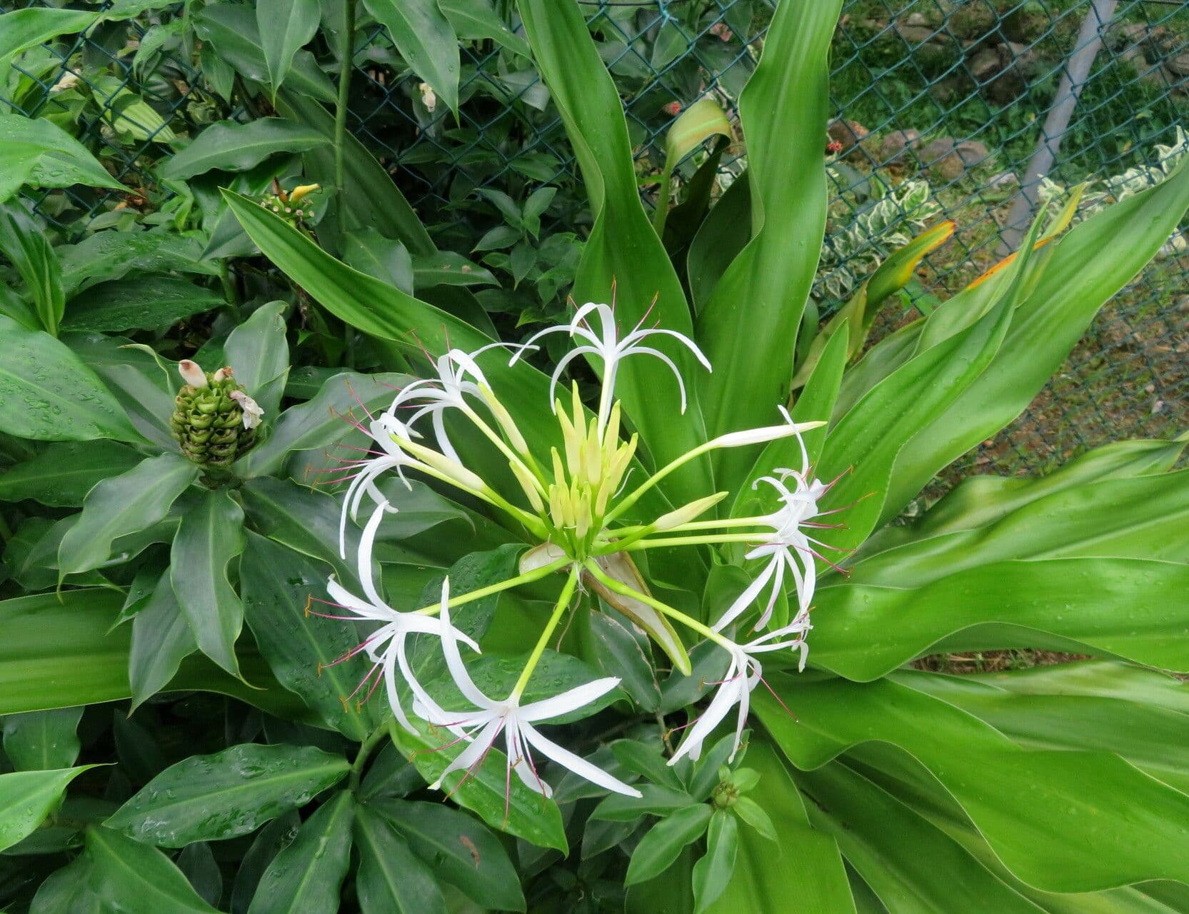 Crinum asiaticum