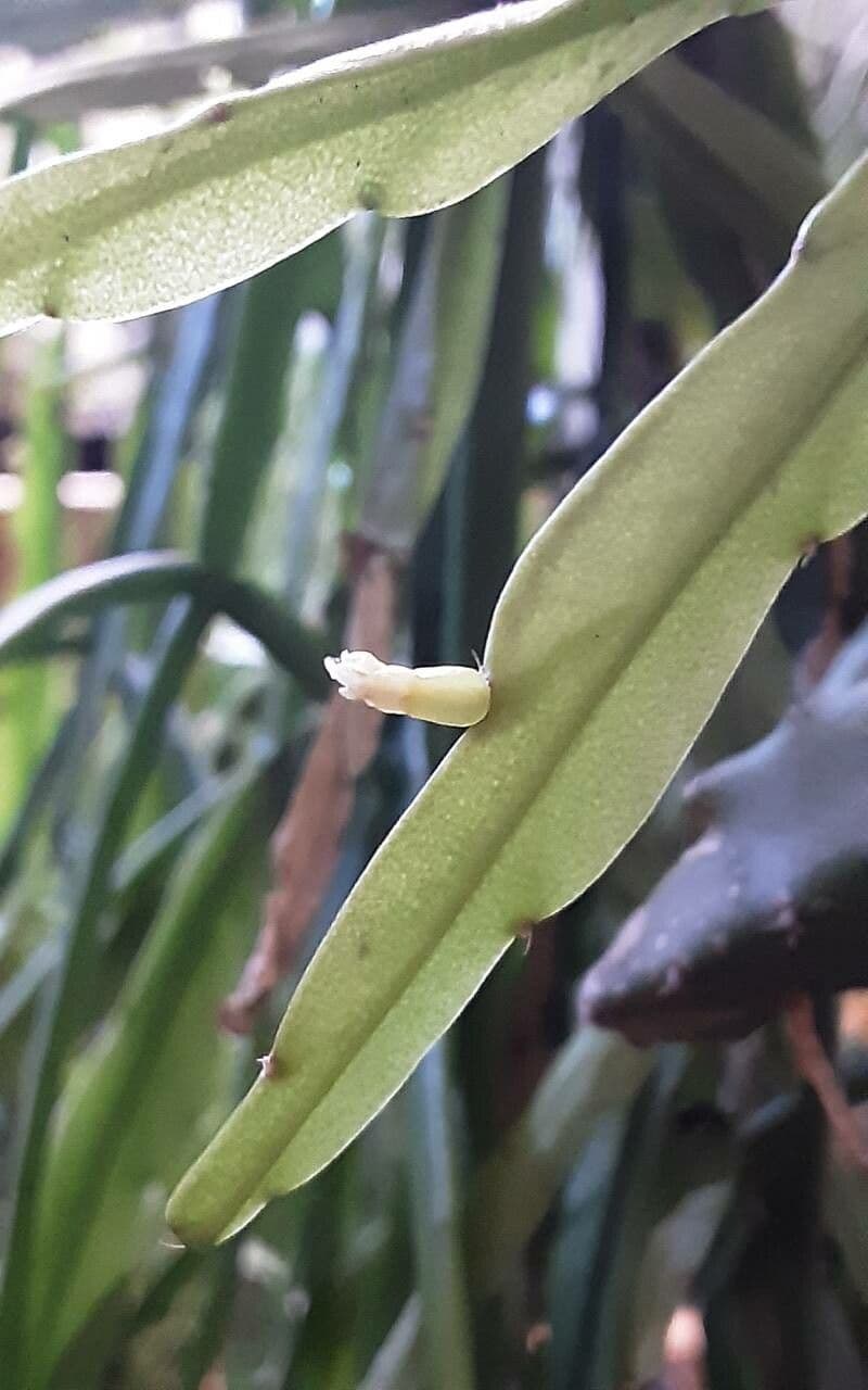 Rhipsalis micrantha