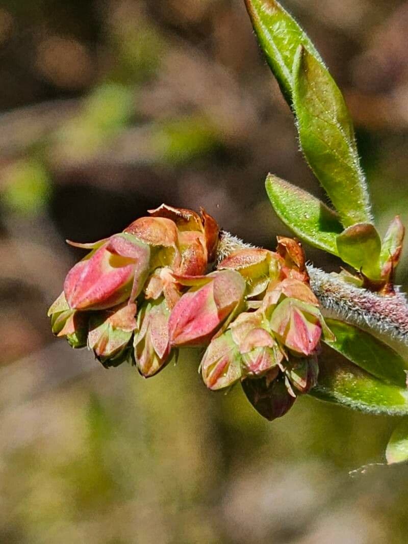 Vaccinium myrtilloides