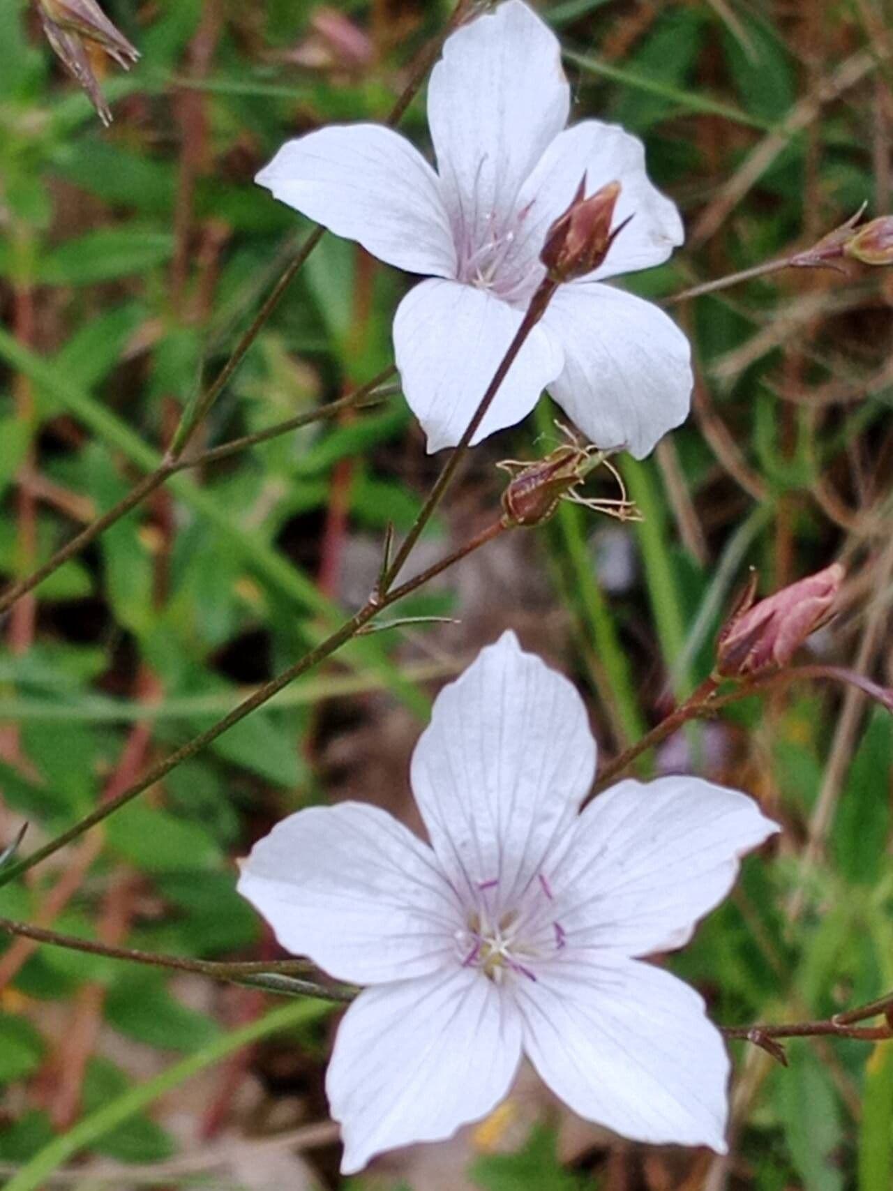 Linum tenuifolium