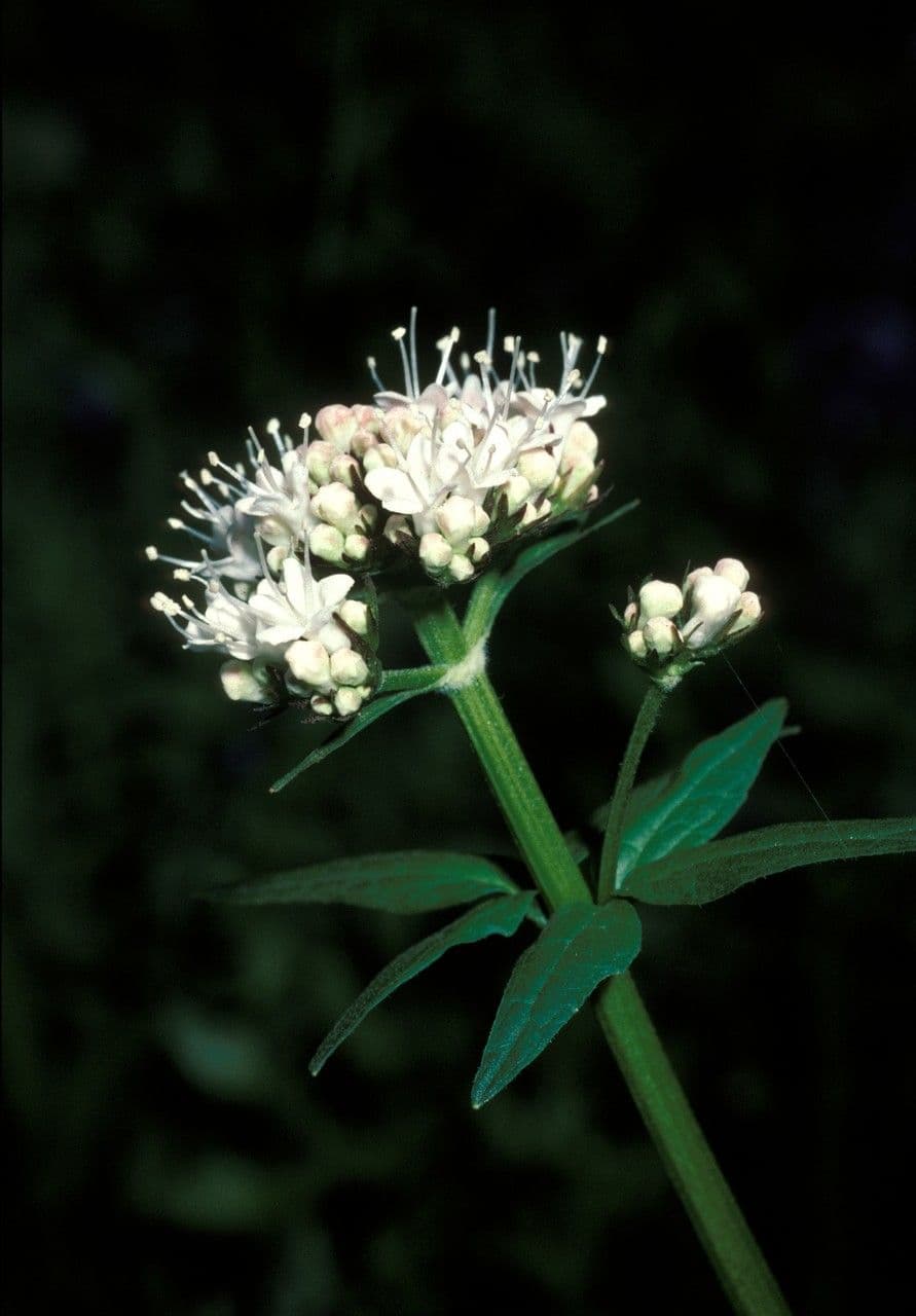 Valeriana sitchensis