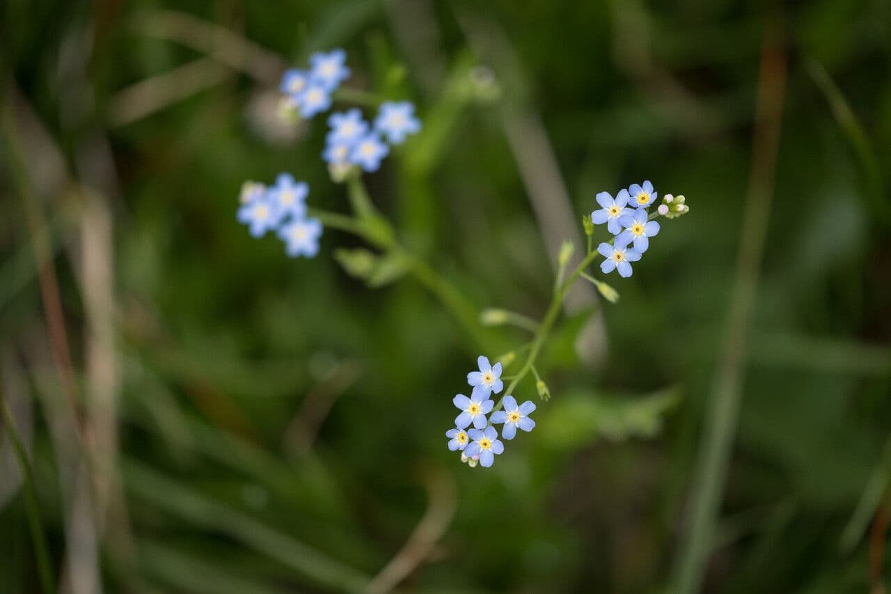 Myosotis nemorosa