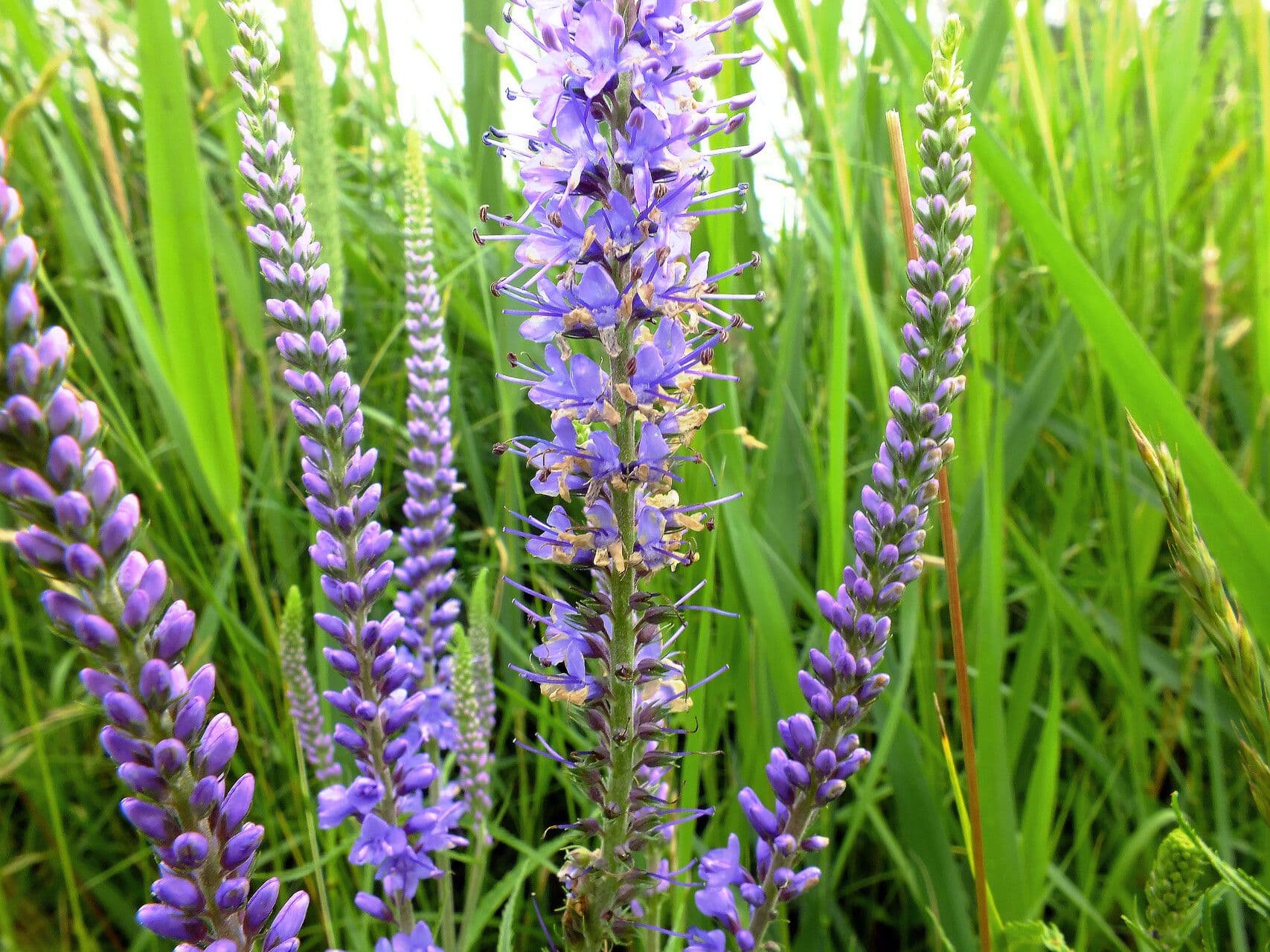 Veronica longifolia