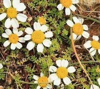 Anthemis secundiramea