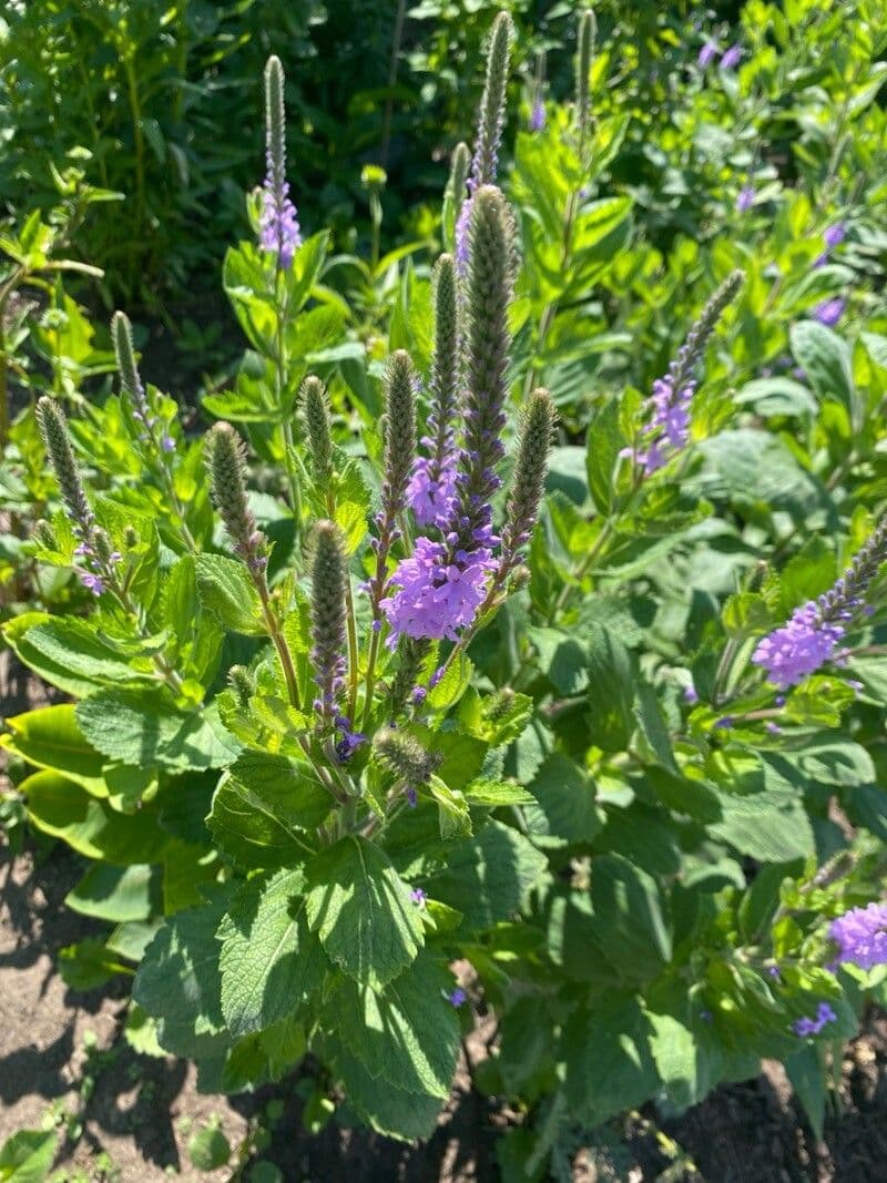 Verbena stricta