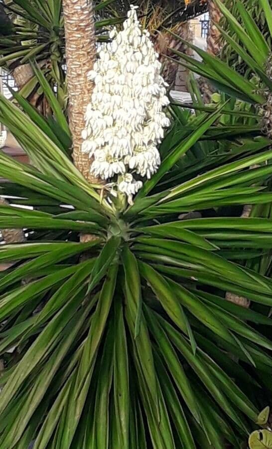 Yucca aloifolia