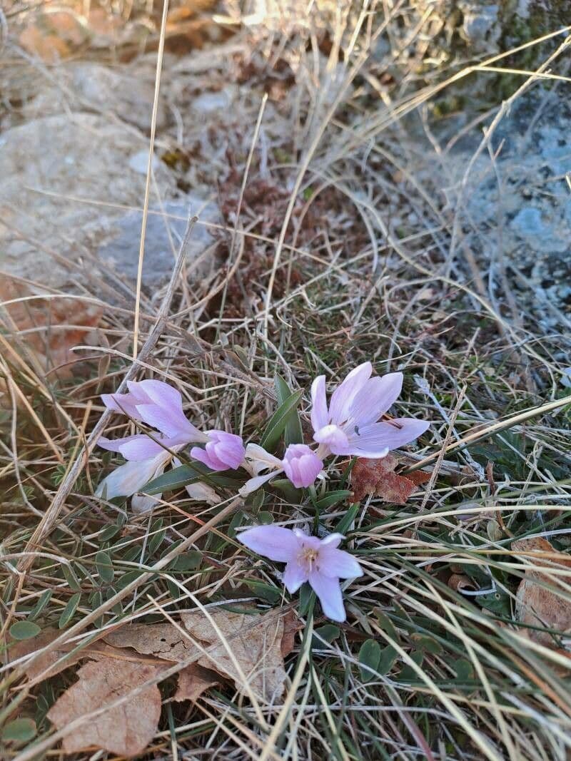 Colchicum cupanii
