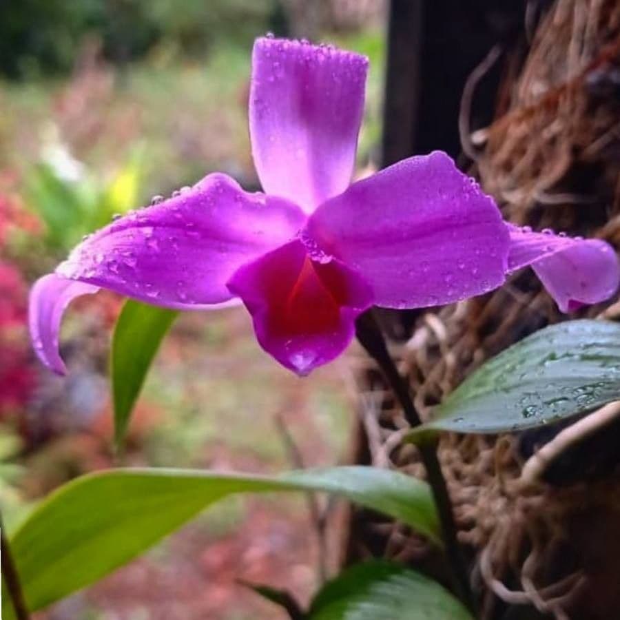 Sobralia decora