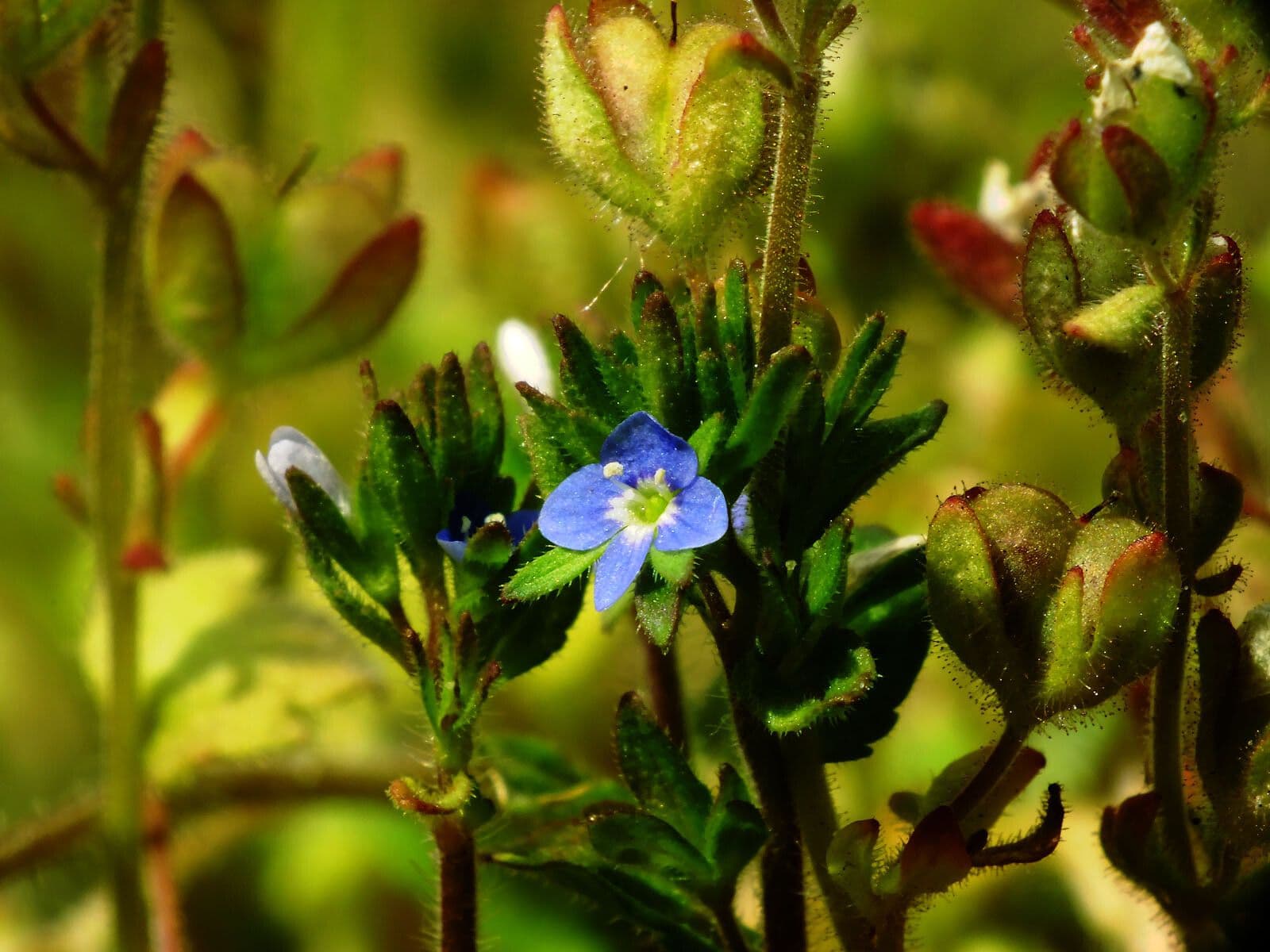 Veronica arvensis