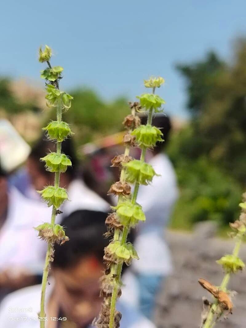 Ocimum americanum