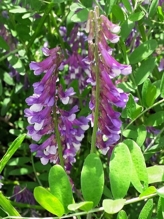 Vicia villosa