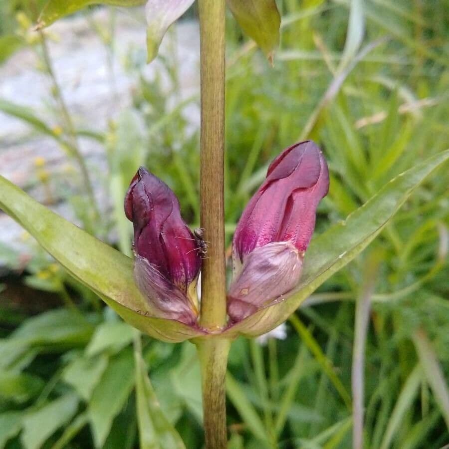 Gentiana purpurea