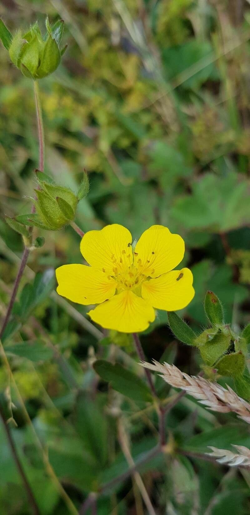 Potentilla grandiflora