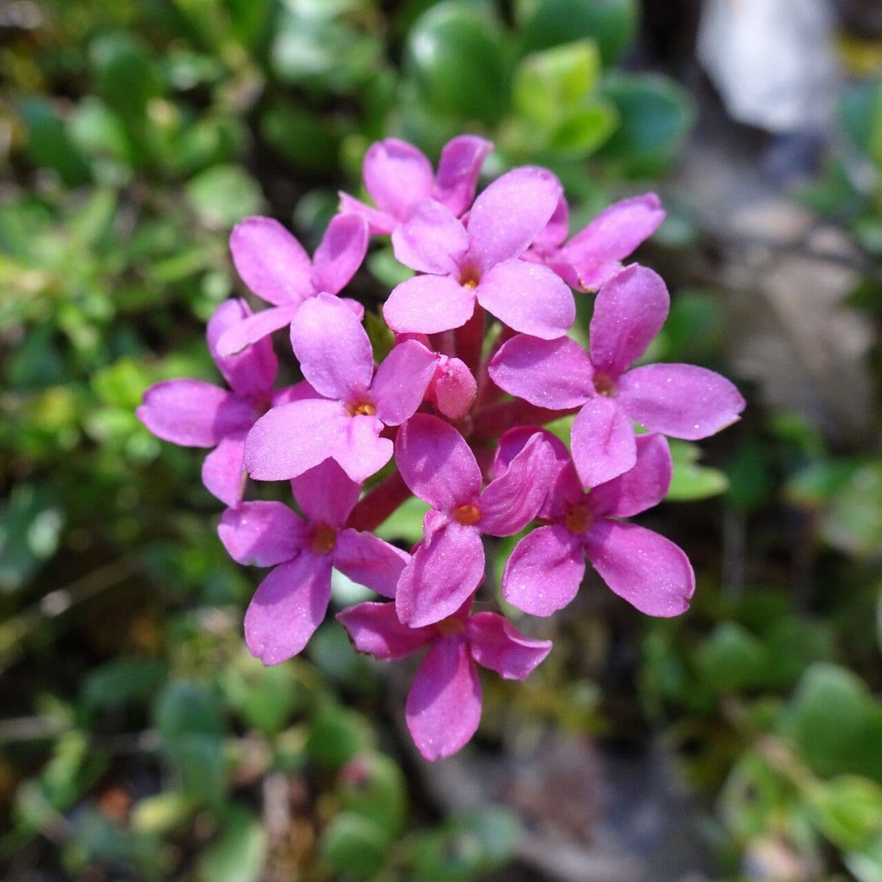 Daphne cneorum