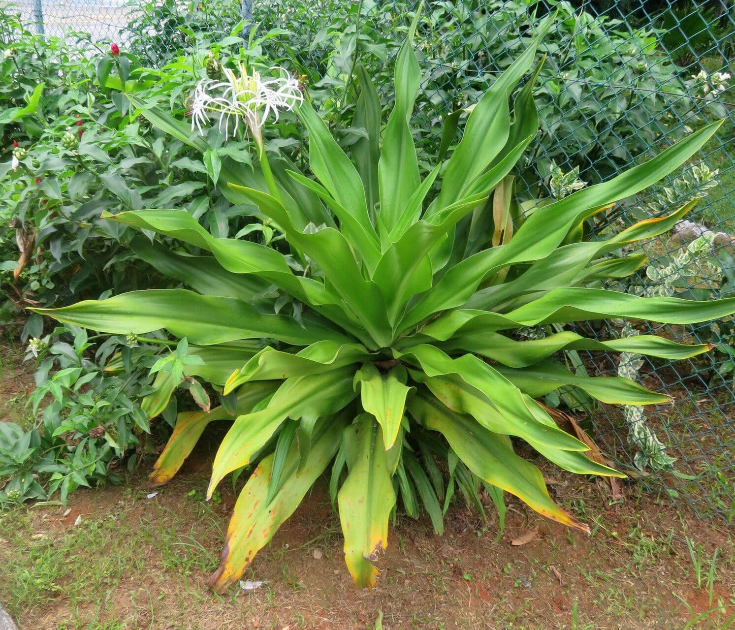 Crinum asiaticum