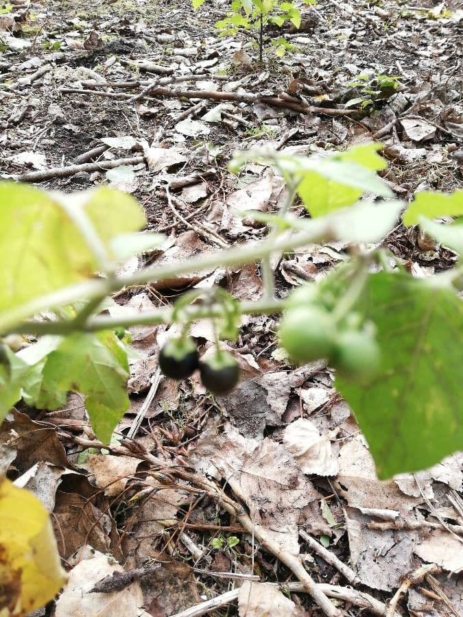 Smilax bona-nox