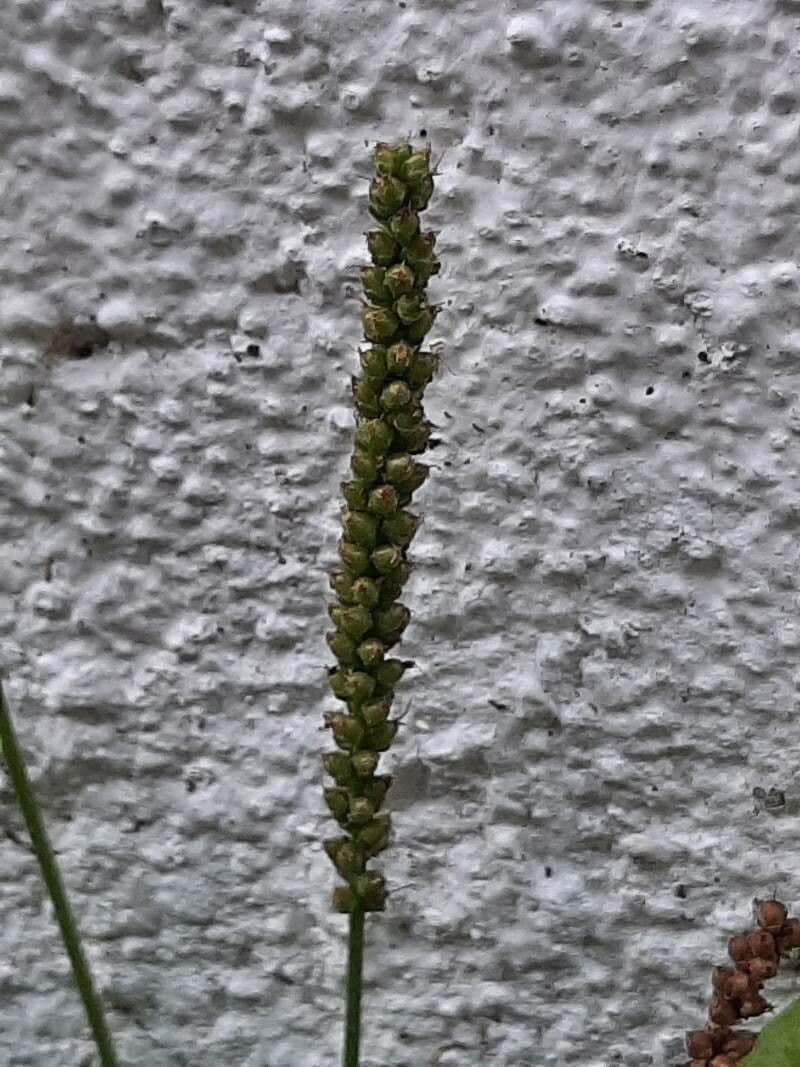 Plantago major