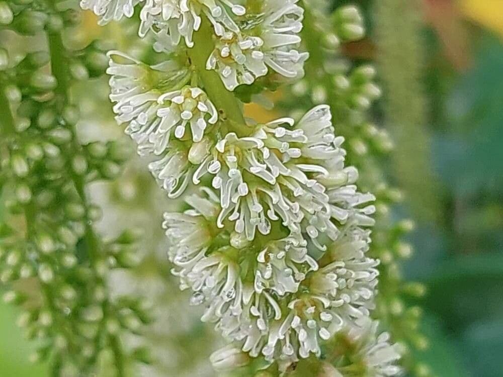 Itea ilicifolia