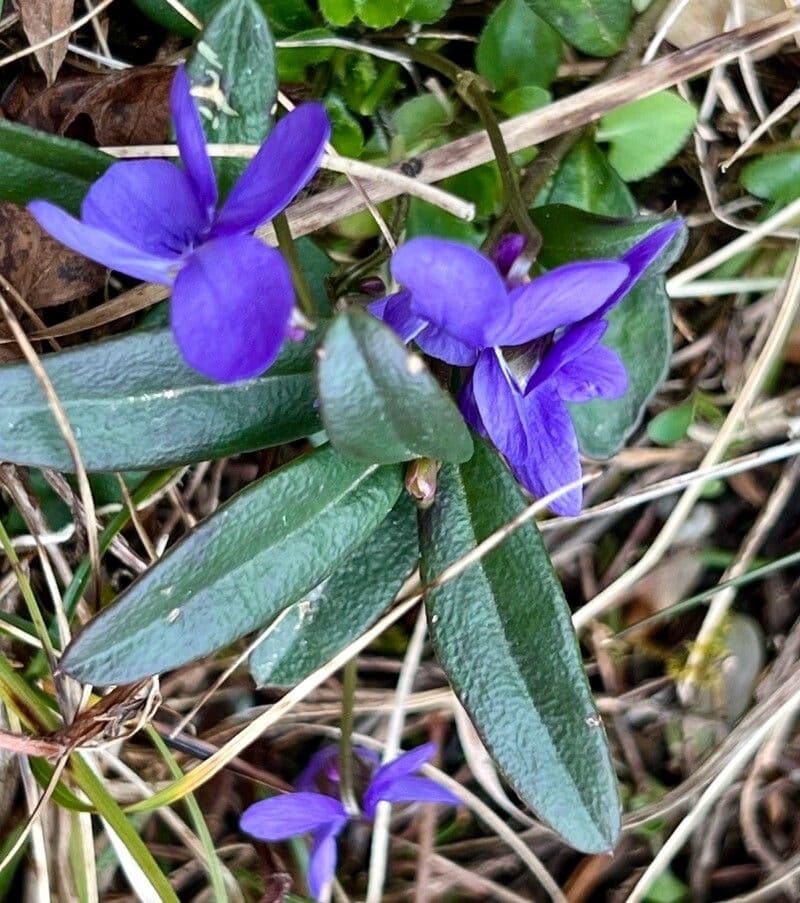 Viola hirta