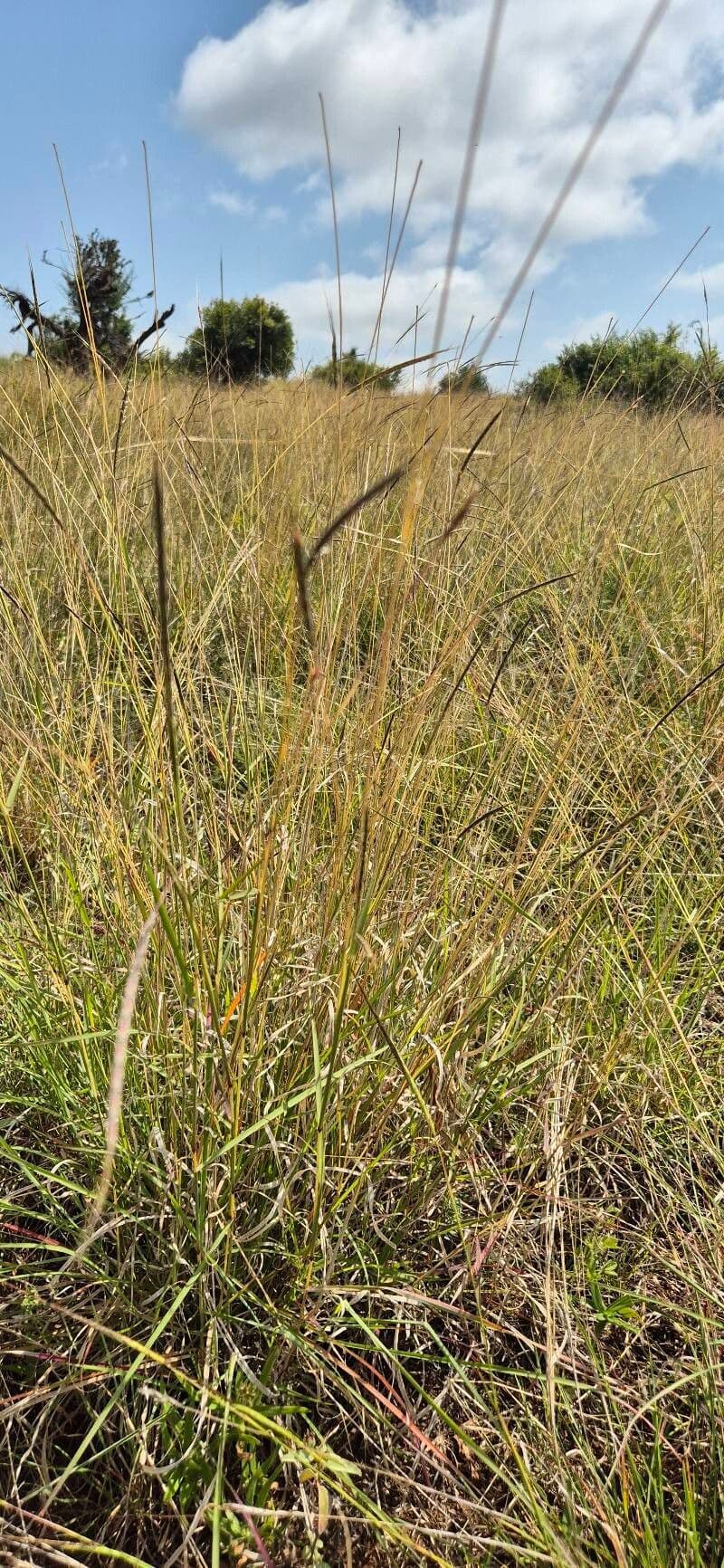 Sehima nervosum