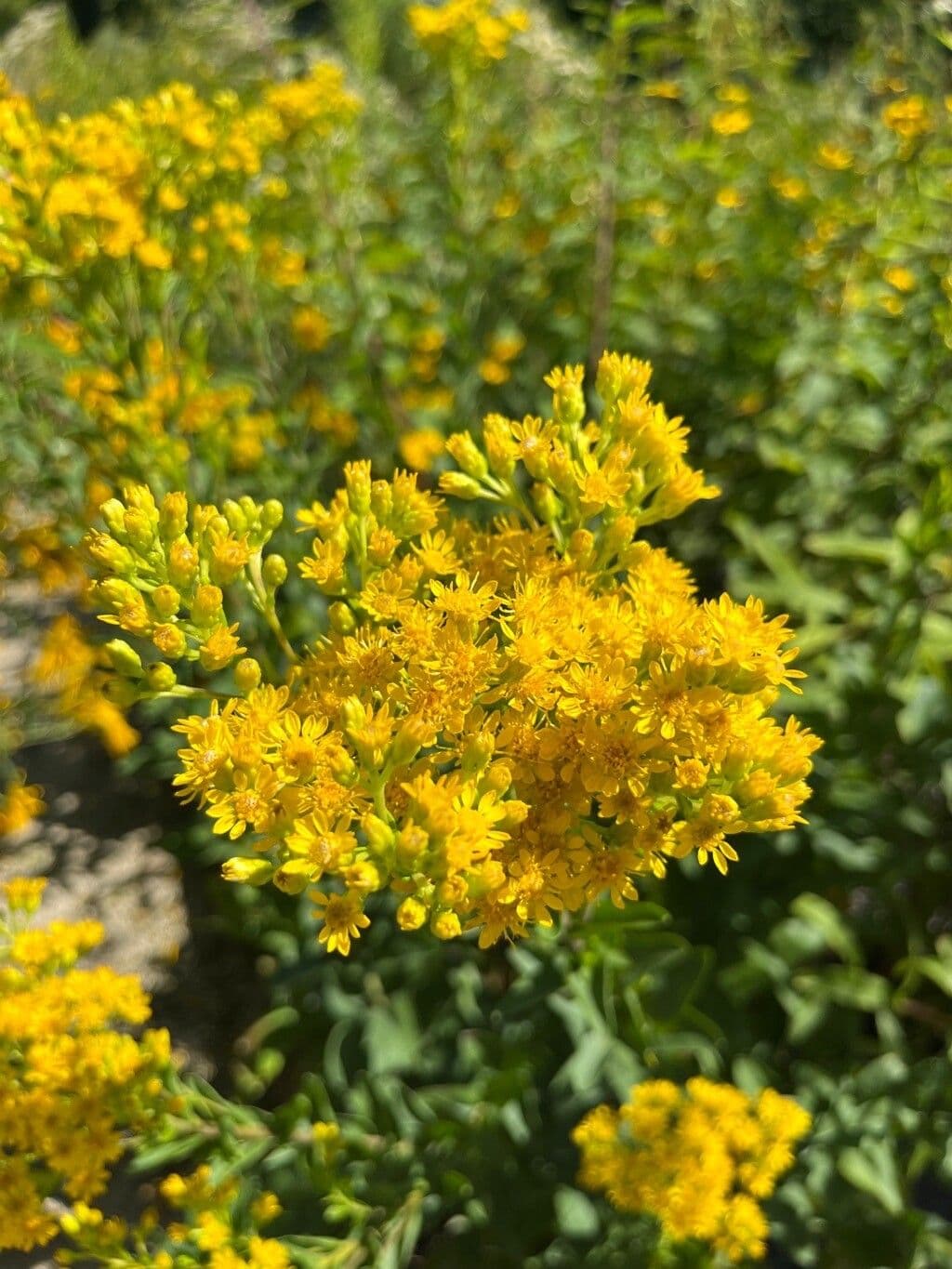 Solidago rigida