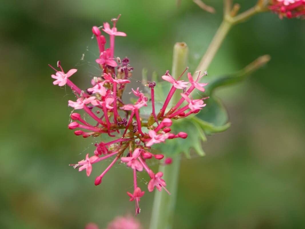 Valeriana angustifolia