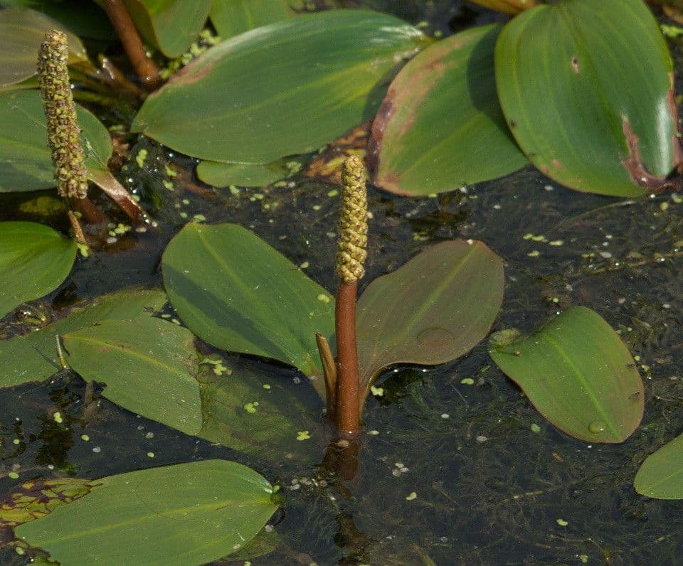 Potamogeton gramineus