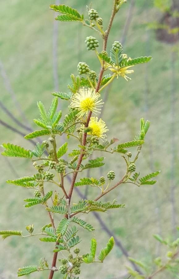 Vachellia caven