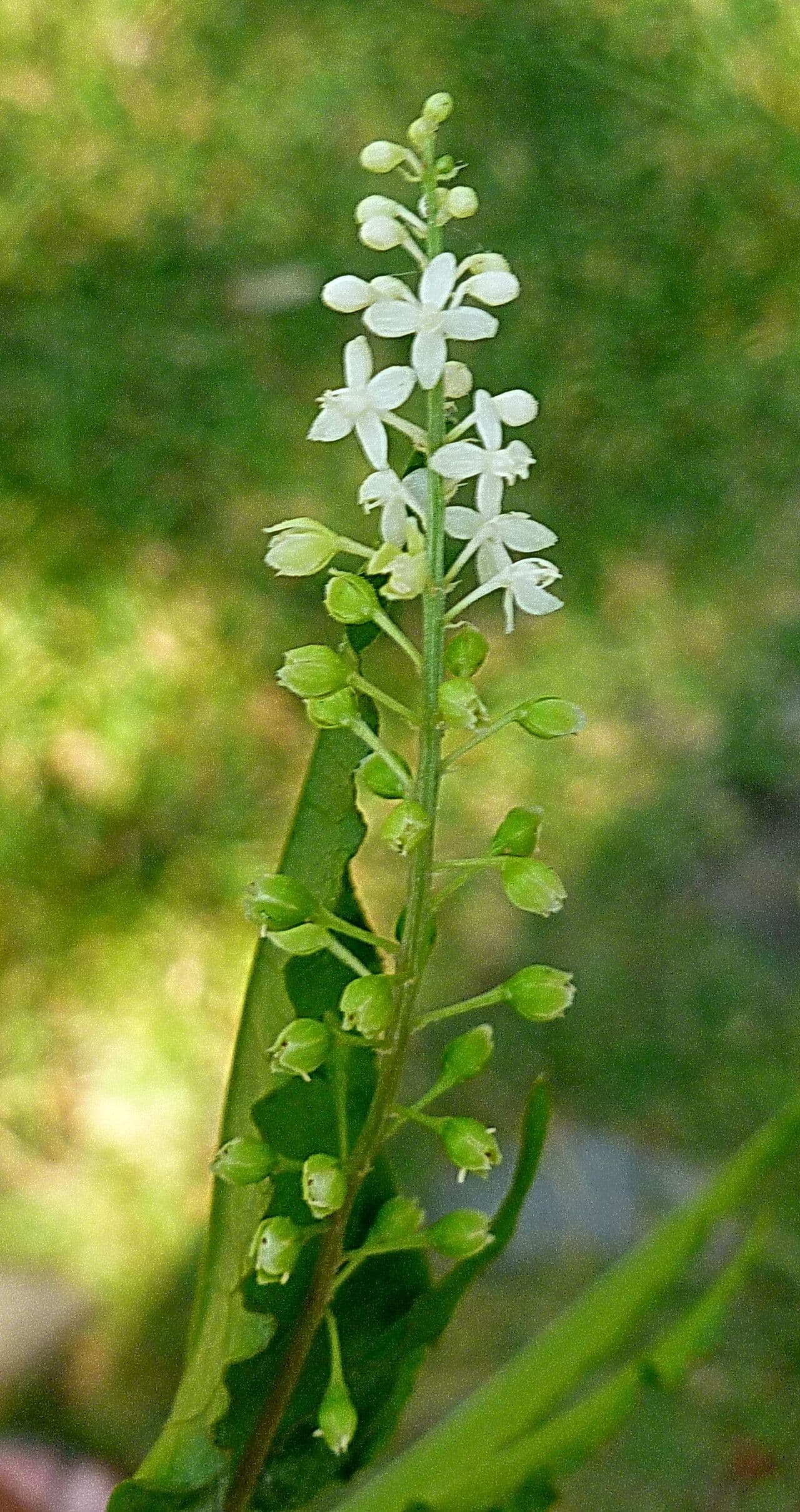 Rivina humilis