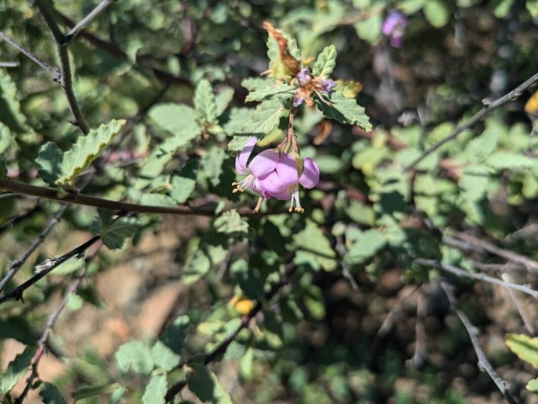 Melochia tomentosa