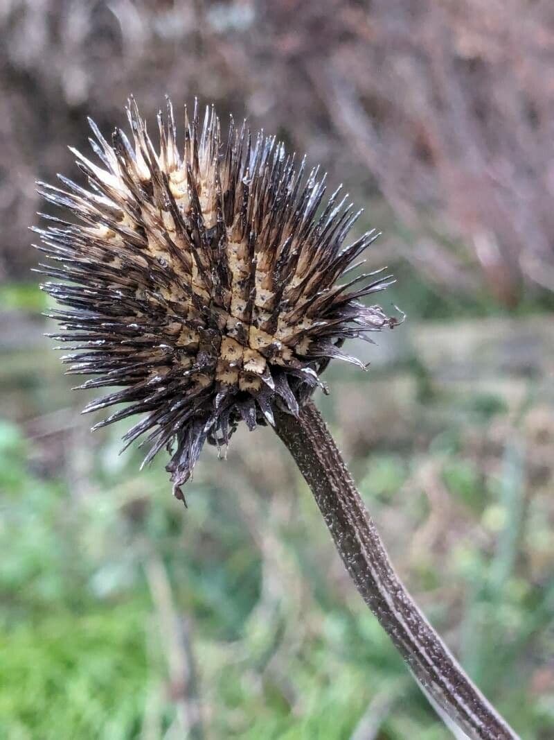 Dipsacus sativus