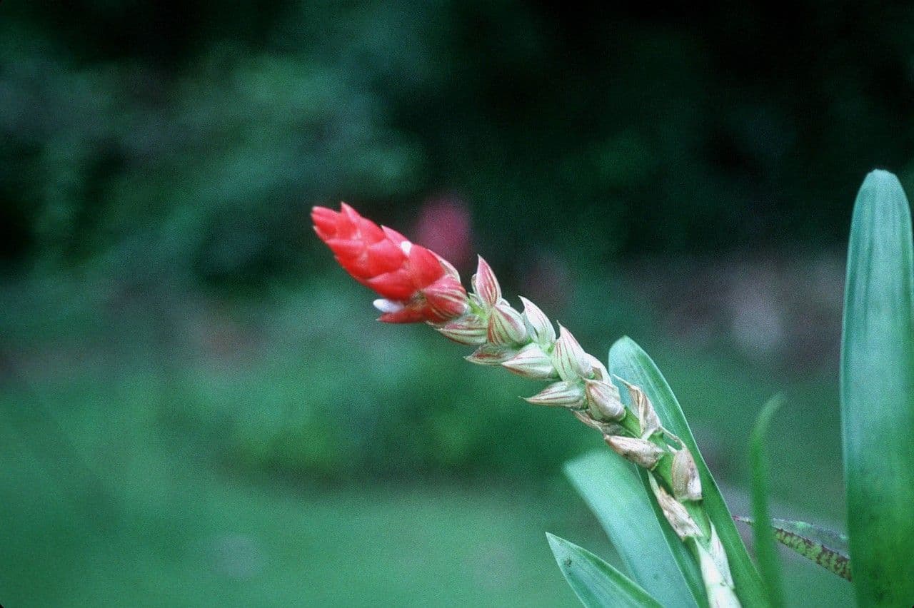 Guzmania monostachia