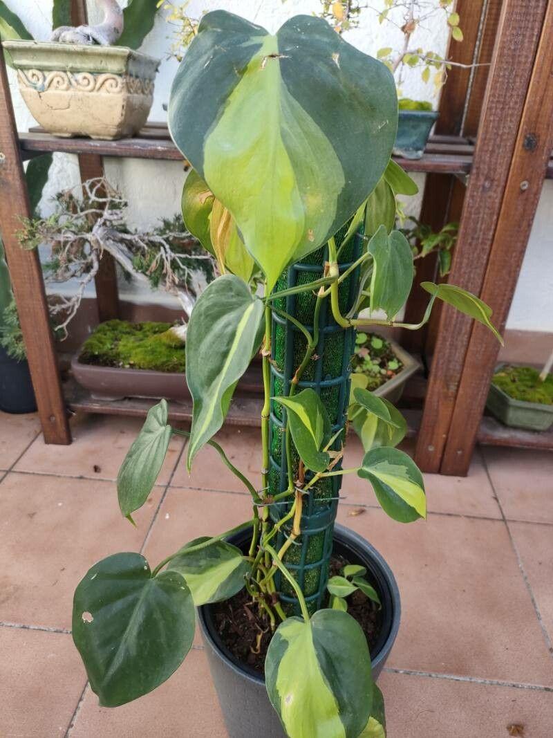 Philodendron cordatum