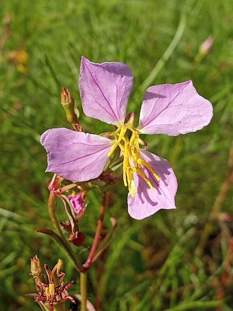 Rhexia mariana