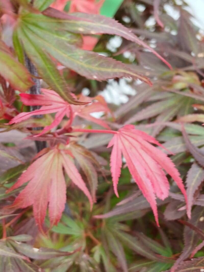 Acer palmatum