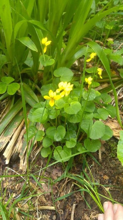 Viola sempervirens