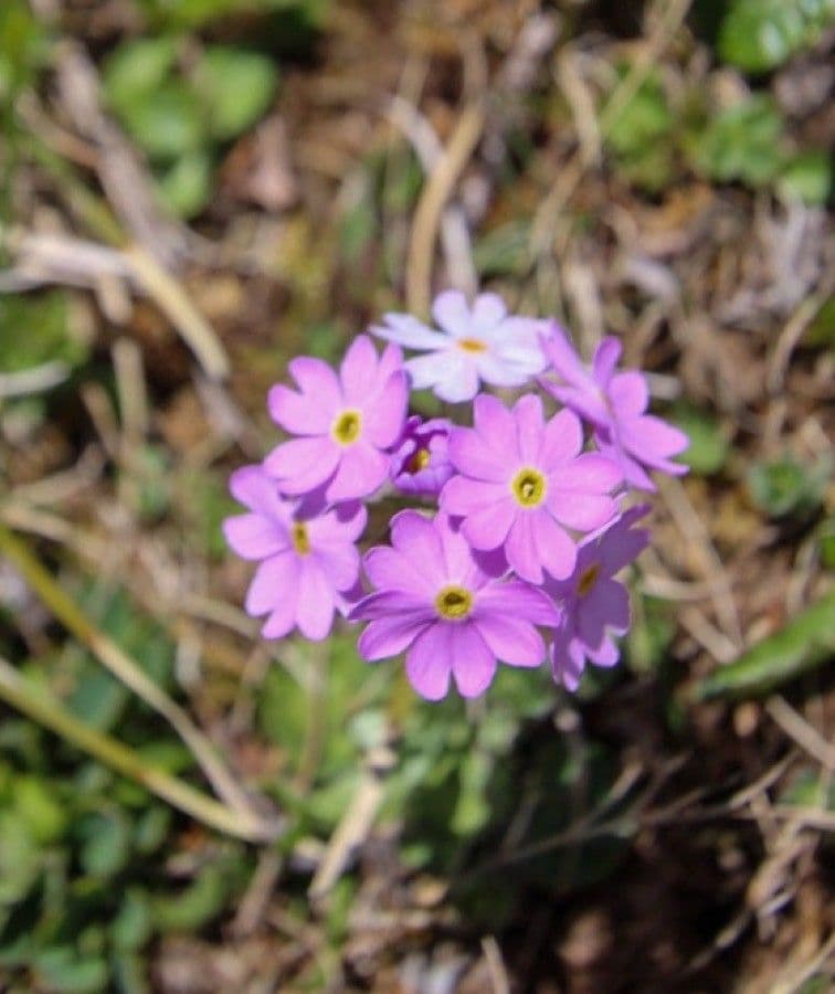 Primula farinosa