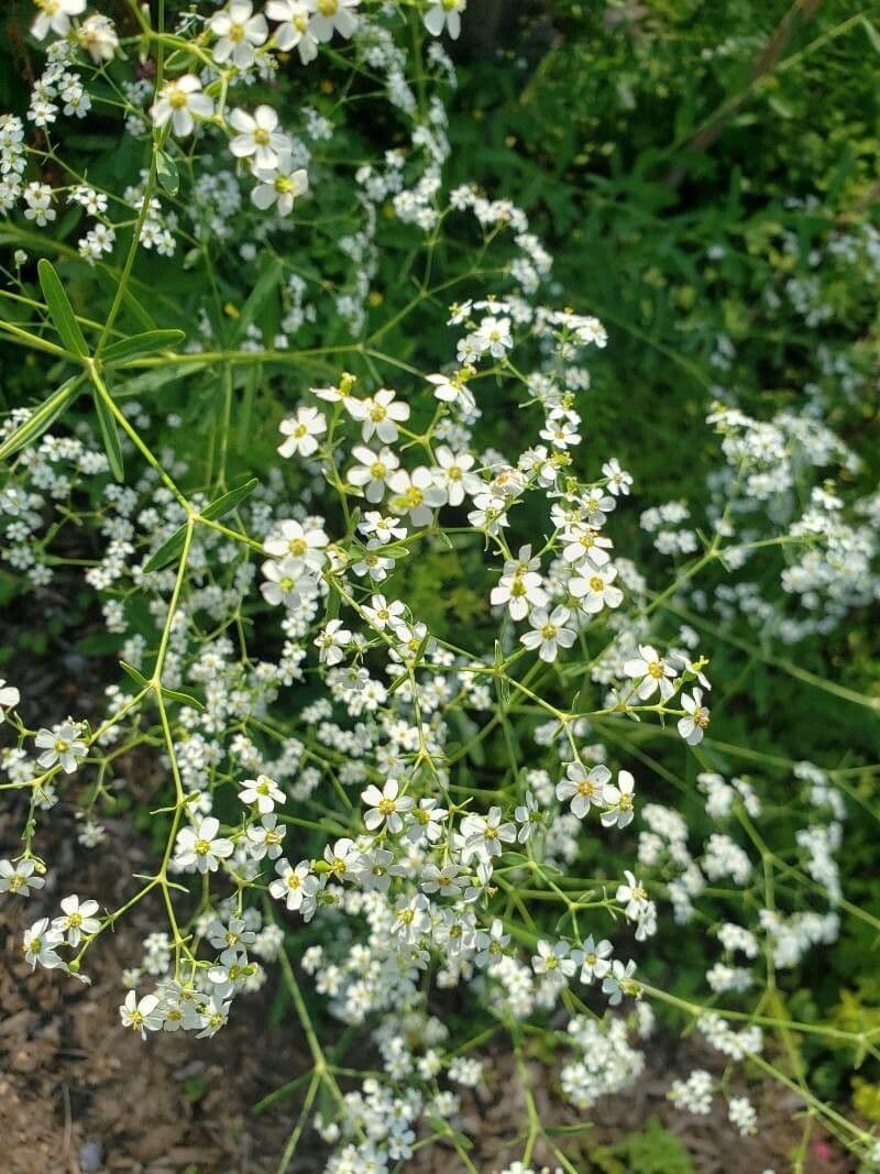 Euphorbia corollata