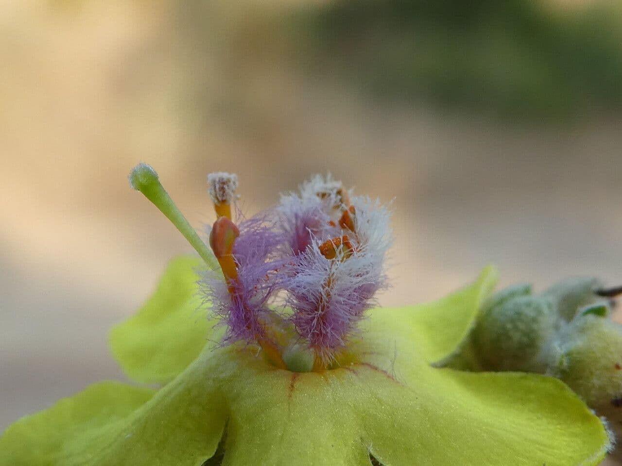 Verbascum sinuatum