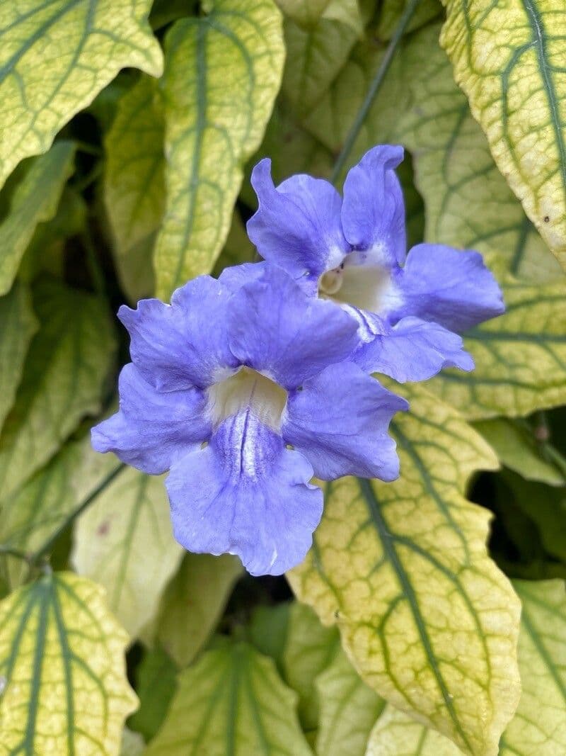 Thunbergia grandiflora