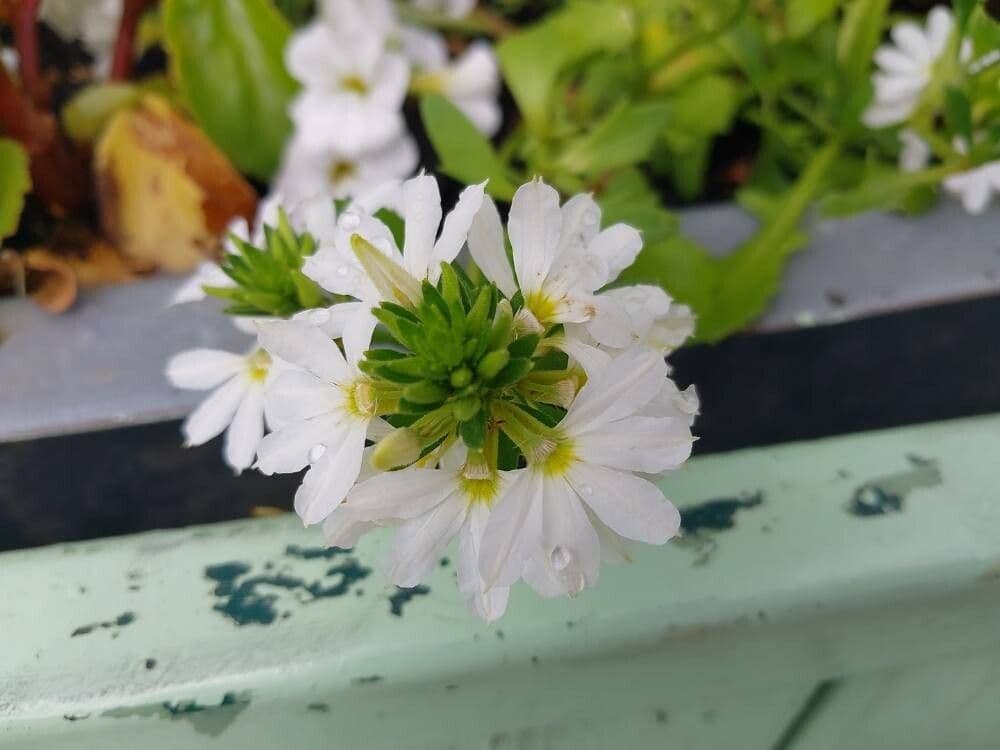 Scaevola plumieri