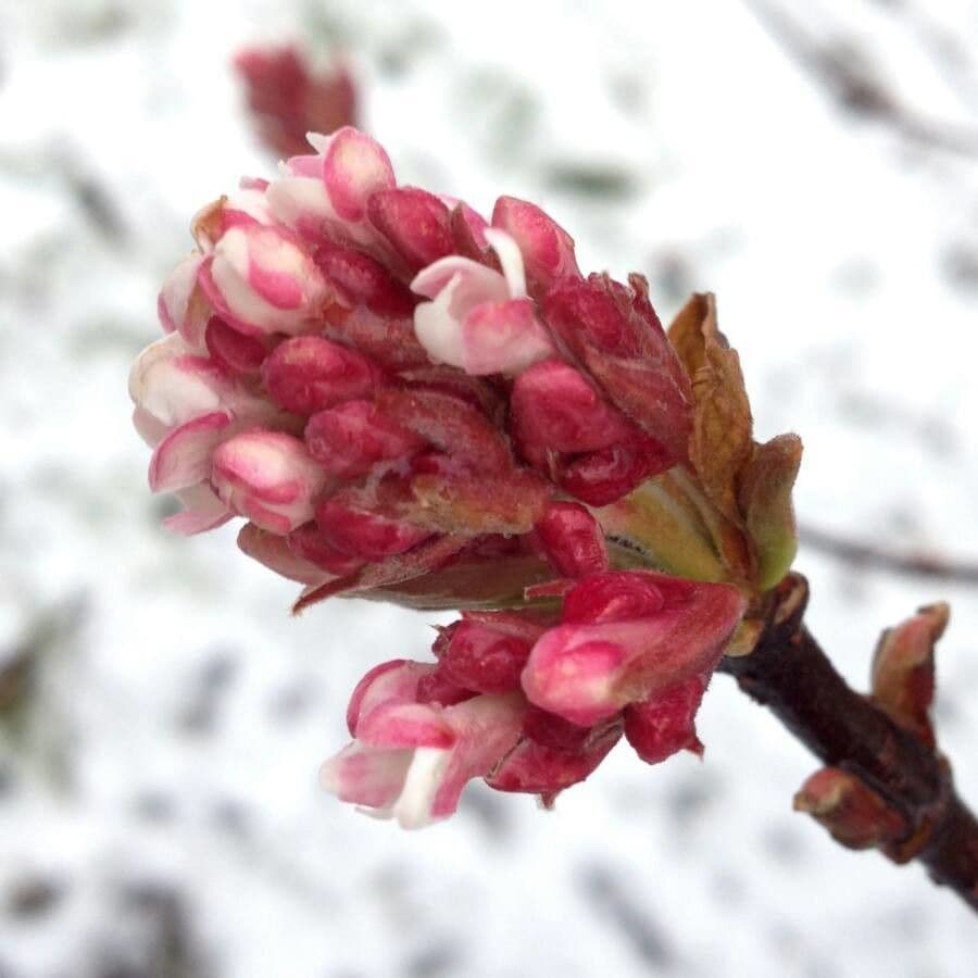 Viburnum farreri