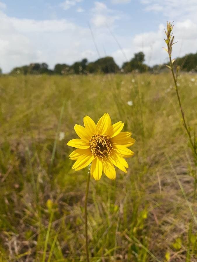 Wyethia angustifolia