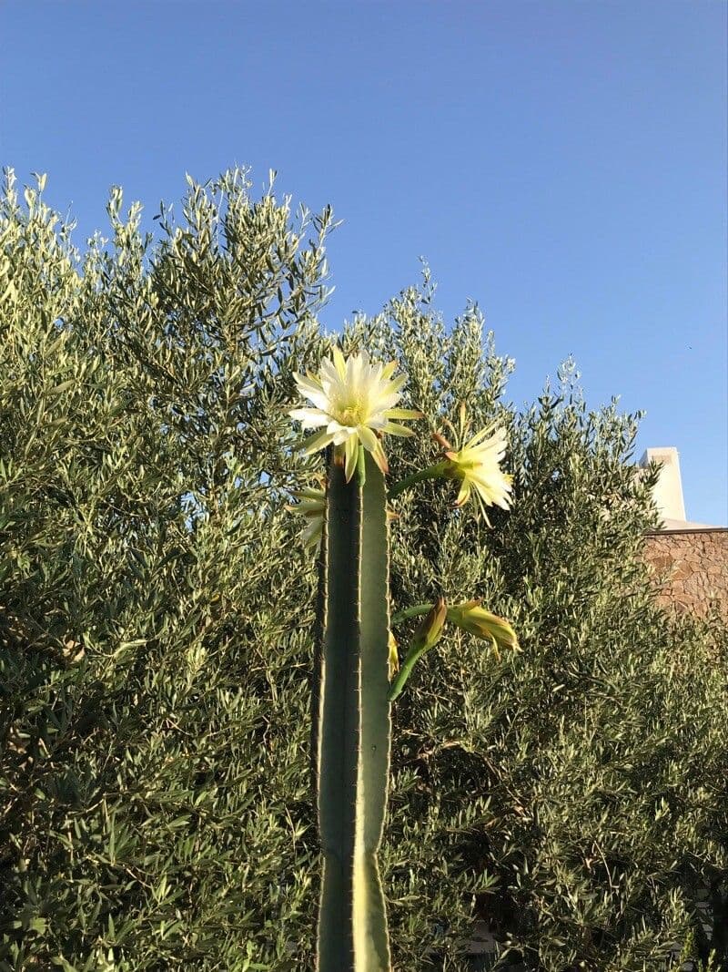 Cereus hexagonus