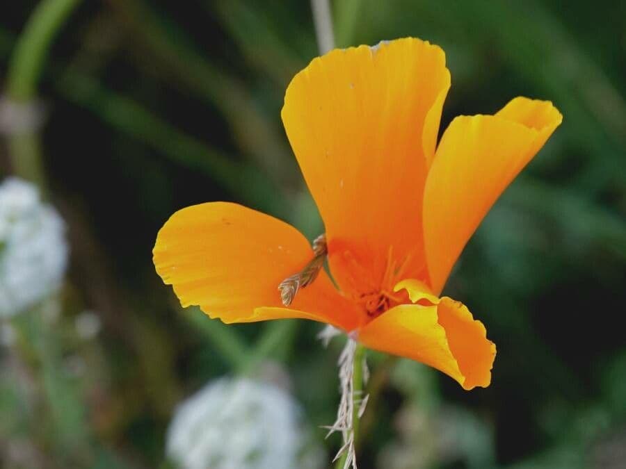 Eschscholzia californica