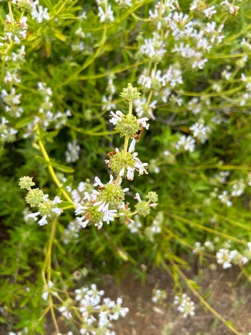 Salvia mellifera
